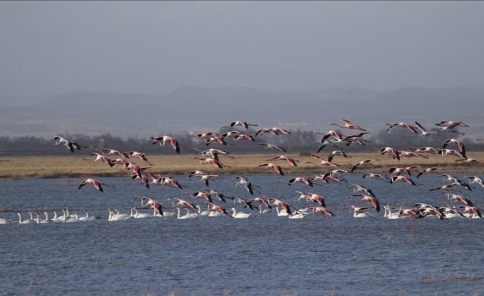 Gala Gölü Milli Parkı göçmen kuşları ağırlıyor