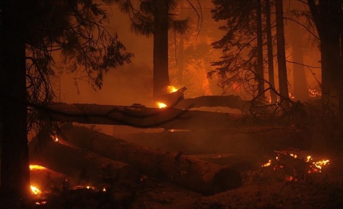 ABD'nin Colorado eyaletindeki orman yangını 513 milyon dolarlık hasara neden oldu