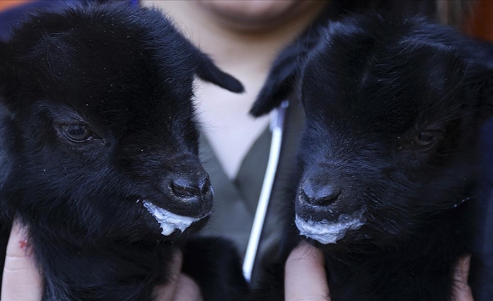 Mamak'taki hayvanat bahçesi ikiz keçiler "ay" ve "yıldız" ile yeni yıla girdi