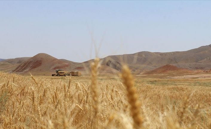Türkiye'nin hasat sezonuna kadar yeterli buğdayı bulunuyor