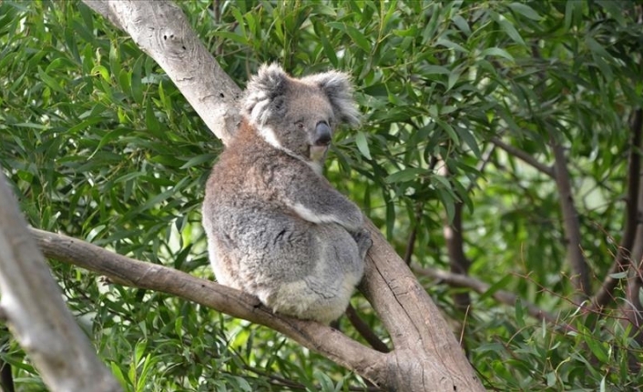 Avustralya’daki maden alanları yerli hayvan türlerini tehlikeye atıyor