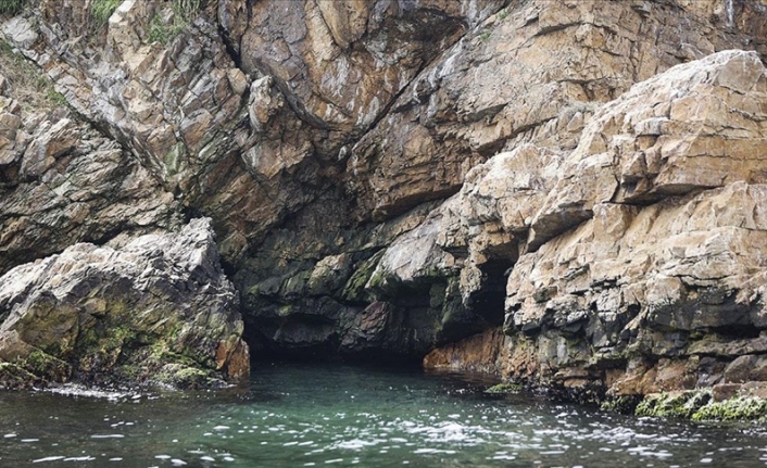 Adalar'da Akdeniz foku mağarası tespit edildi