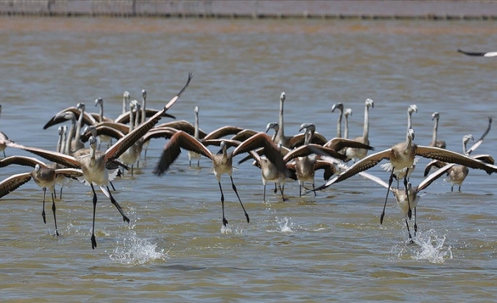 İki aylık flamingolar "kreşte" uçmayı öğreniyor