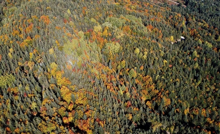 Bolu'daki ormanlar yeşil, sarı ve kahverenginin farklı tonlarına büründü