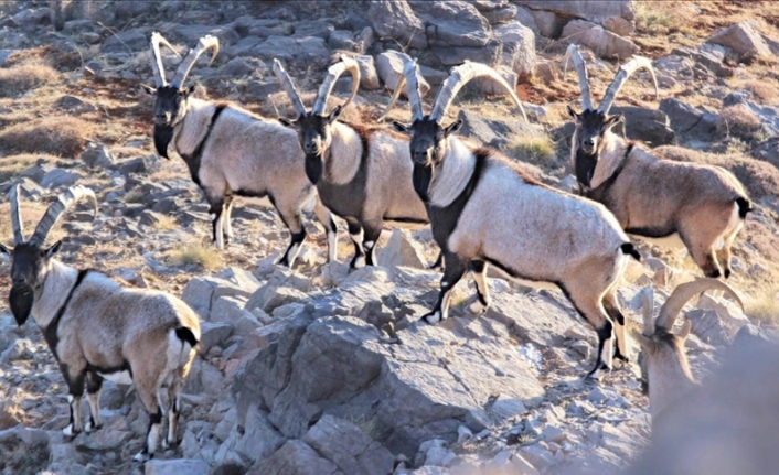Aladağlar'daki yaban keçisi sayısı 2 bin 534'e ulaştı