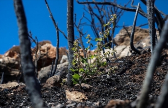 Yangında zarar gören ormanlar için 'doğal yenilenme' önerisi