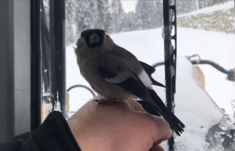 Karlı yolları açan greyder operatörü, donmak üzereyken bulduğu kuşu kurtardı