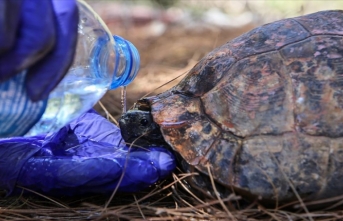 Datça'daki orman yangınında mahsur kalan iki kaplumbağayı jandarma ekipleri kurtardı