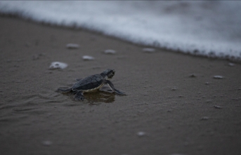 Küresel ısınma besin peşindeki deniz kaplumbağalarını Marmara'ya yöneltiyor