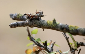 'Avrupa kırmızı orman karıncaları' korumaya alınınca yuva sayıları artmaya başladı
