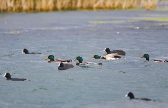 Havaların soğumasıyla yeşilbaş ördekler Ağrı Dağı'na geldi