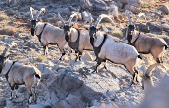 Aladağlar'daki yaban keçisi sayısı 2 bin 534'e ulaştı