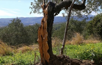 Hatay'da 80 yıllık zeytin ağacı depremde ikiye bölündü
