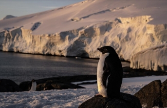 Canlı yaşamının koruyucusu Türk bilim insanları Antarktika'da kirliliğin izini sürüyor
