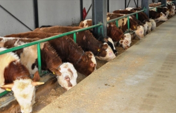 Türkiye'deki hayvan çiftliklerinin üretim kapasitesi yeni tipolojiyle artırılacak