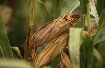 Sakarya'da geliştirilen yerli mısır tohumları ıslah süresinde sağladığı tasarrufla dikkati çekiyor