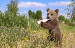 Özel bakımla hayata tutunan ayı yavrusu 'Haçuvan' Bursa'ya gönderilecek