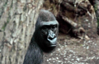 ABD'deki bir hayvanat bahçesindeki goriller...