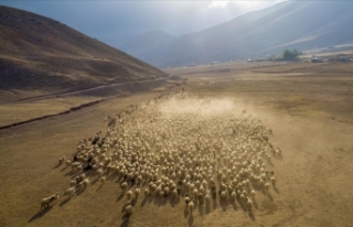 Van'da koyunların yaylalardan dönüş yolculuğu