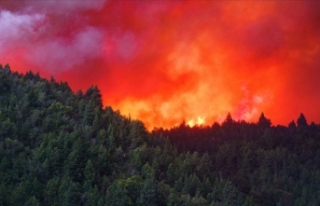 Arjantin'deki orman yangınlarında 500 bin hektardan...