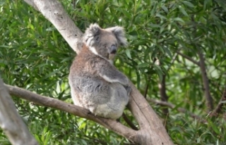 Avustralya’daki maden alanları yerli hayvan türlerini...