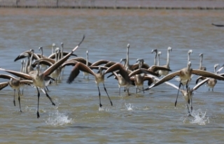 İki aylık flamingolar "kreşte" uçmayı...