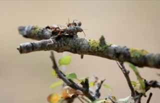 'Avrupa kırmızı orman karıncaları'...