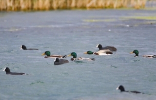 Havaların soğumasıyla yeşilbaş ördekler Ağrı...