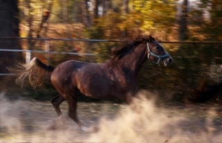 Şampiyon atların yetiştiği çiftlik sonbaharda...
