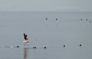 İzmit Körfezi göçmen kuşlara ev sahipliği yapıyor