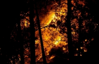 Şili'de 2022'de orman yangınlarından...