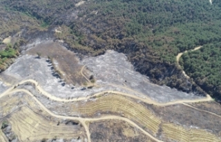 Çanakkale'deki orman yangınında 2 bin 500...
