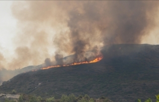 Yunanistan'daki orman yangınlarda ölenlerin...