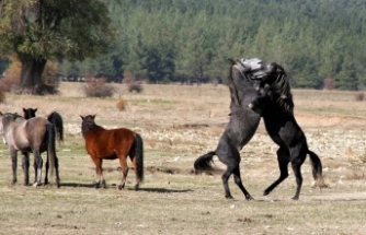 Antalya'daki yangın sonrası yılkı atları için ovaya tonlarca yem ve saman bırakıldı