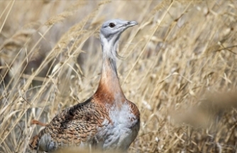 Malazgirt'te bitkin halde bulunan "toy" kuşu özel diyetle tedavi ediliyor