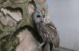 Tunceli'de ormanda bulunan kanadı kırık baykuş "Maya"nın tedavisi sürüyor