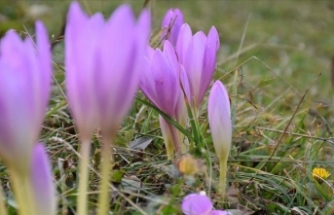 Kışın habercisi "vargit" çiçekleri Trabzon'un yüksek kesimlerine renk kattı