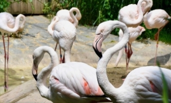 Kocaeli'deki hayvanat bahçesi ziyaretçilerini yüzlerce canlı türünü keşfe çıkarıyor