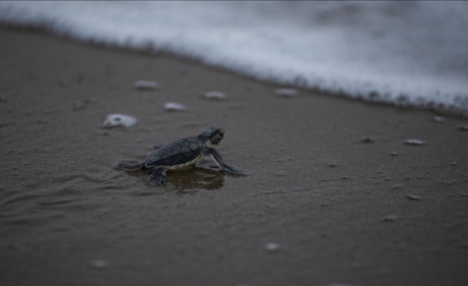 Küresel ısınma besin peşindeki deniz kaplumbağalarını Marmara'ya yöneltiyor