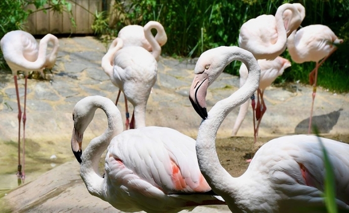 Kocaeli'deki hayvanat bahçesi ziyaretçilerini yüzlerce canlı türünü keşfe çıkarıyor